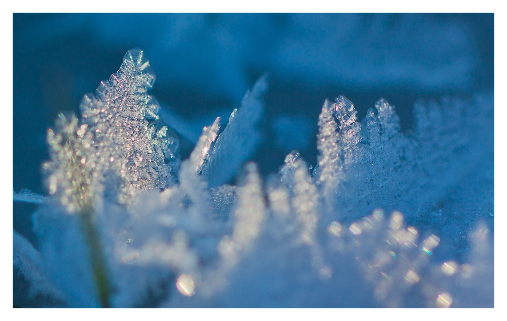 Frozen Forest