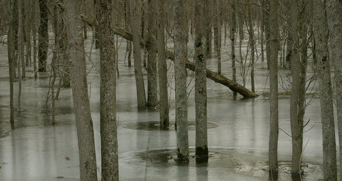 Frozen Forest