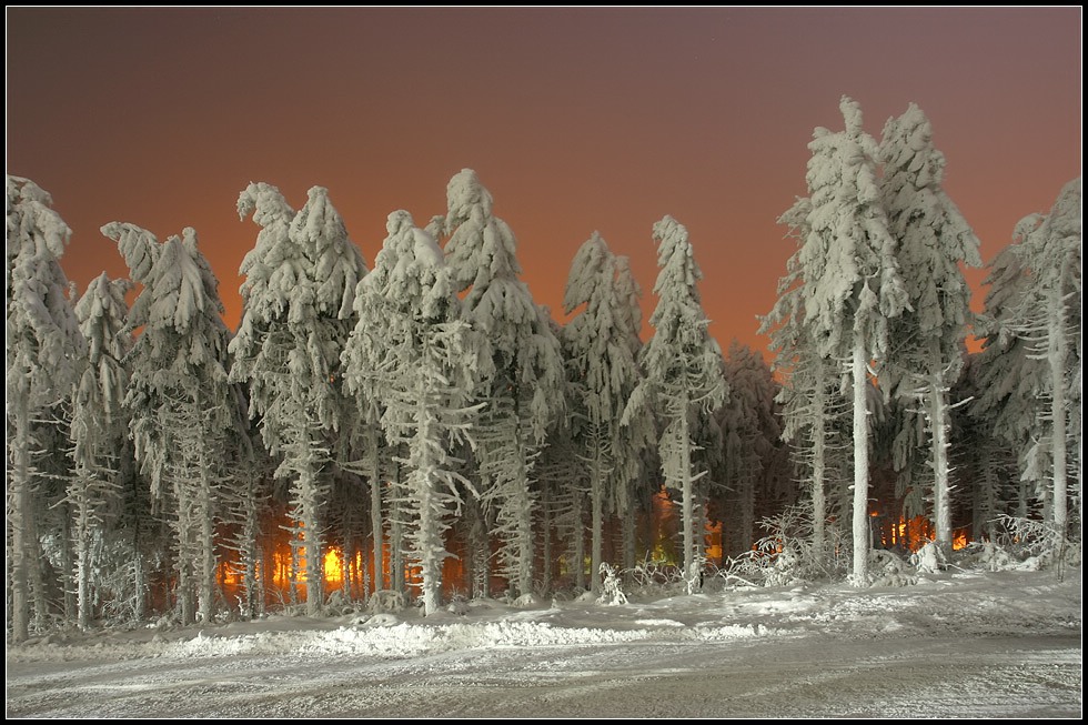 frozen forest