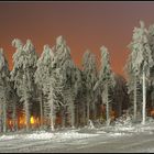 frozen forest