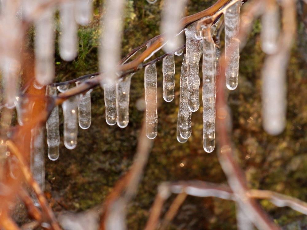 frozen forest...