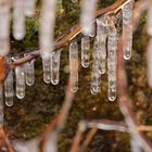 frozen forest...