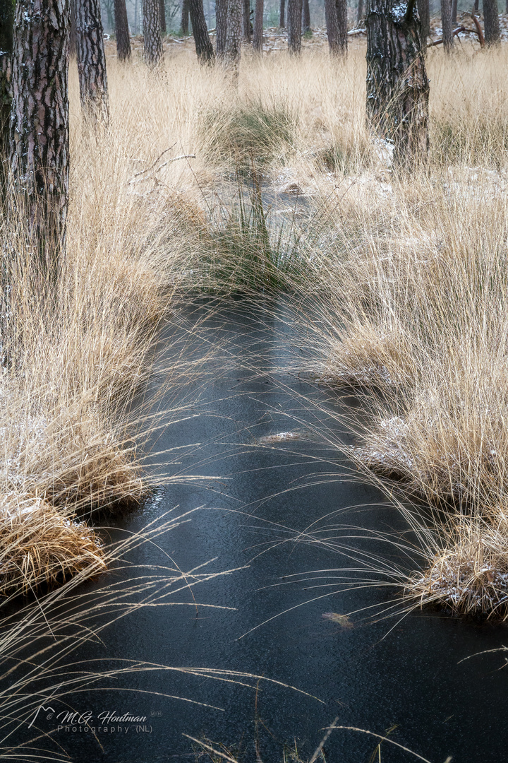 Frozen forest