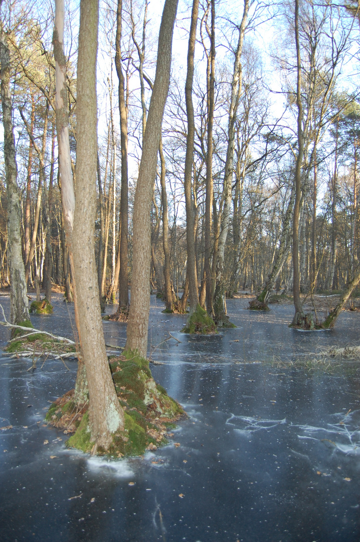 Frozen forest lake on a sunny day