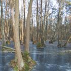 Frozen forest lake on a sunny day