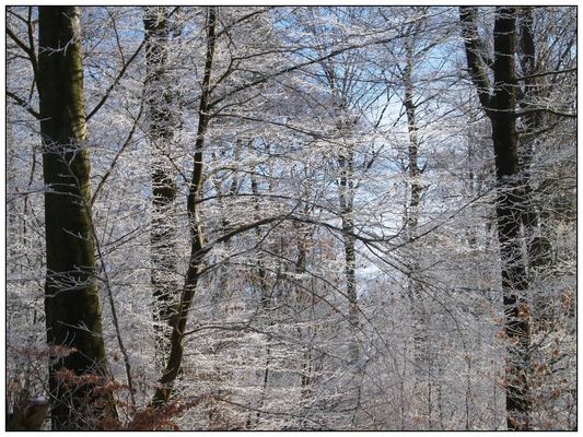 Frozen Forest (Tiefkühlwald)