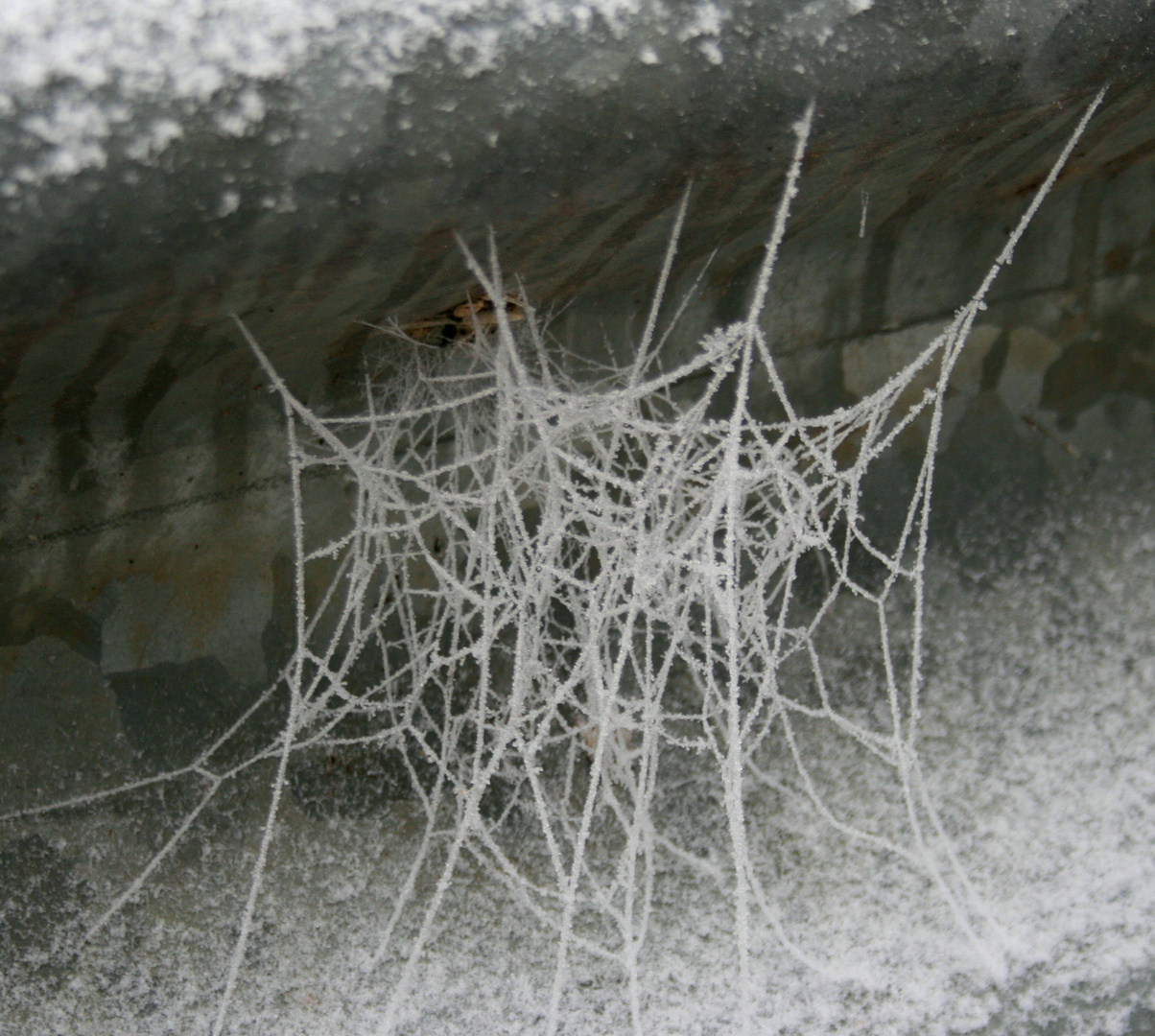 Frozen Fragile