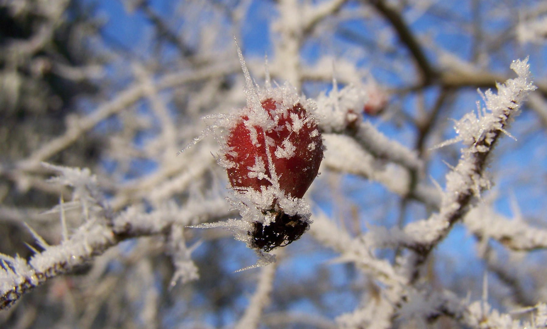 frozen fruit