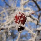 frozen fruit