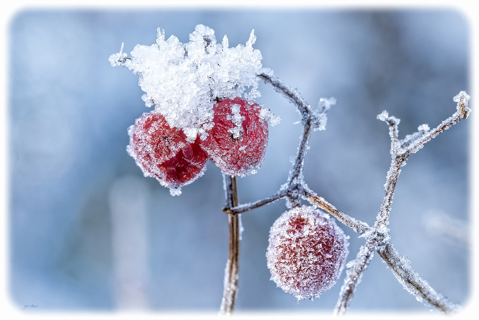 Frozen Fruit