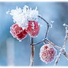 Frozen Fruit