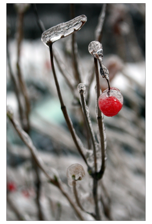 Frozen Fruit