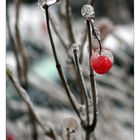 Frozen Fruit