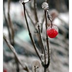 Frozen Fruit