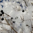 Frozen fruits