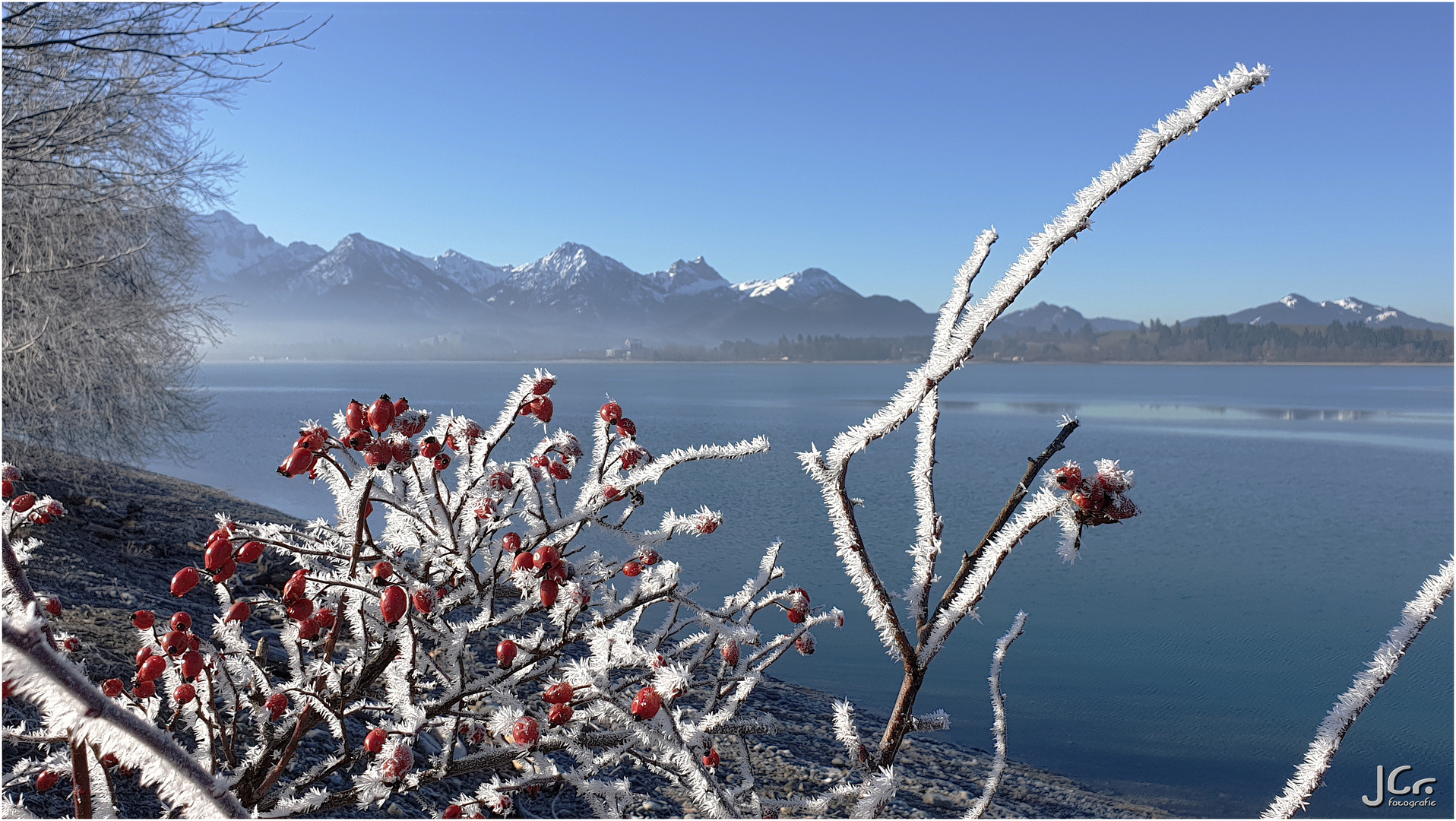 Frozen Fruits