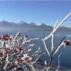 Frozen Fruits