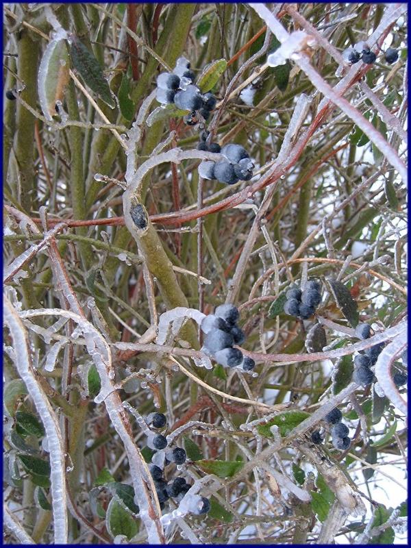 frozen fruits