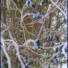 frozen fruits