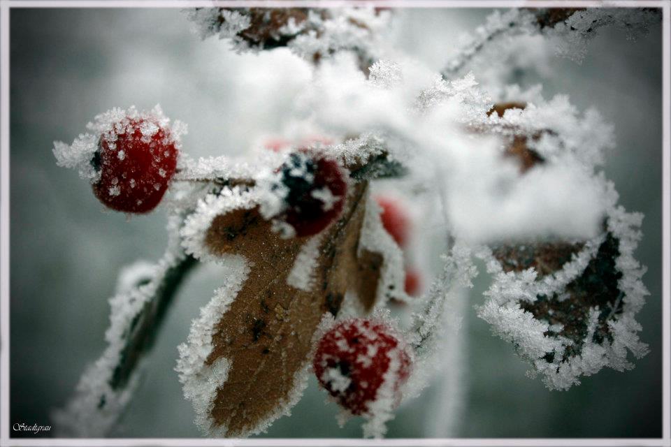 Frozen fruits