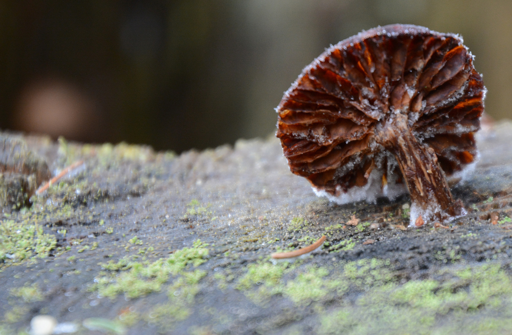 Frozen fungus