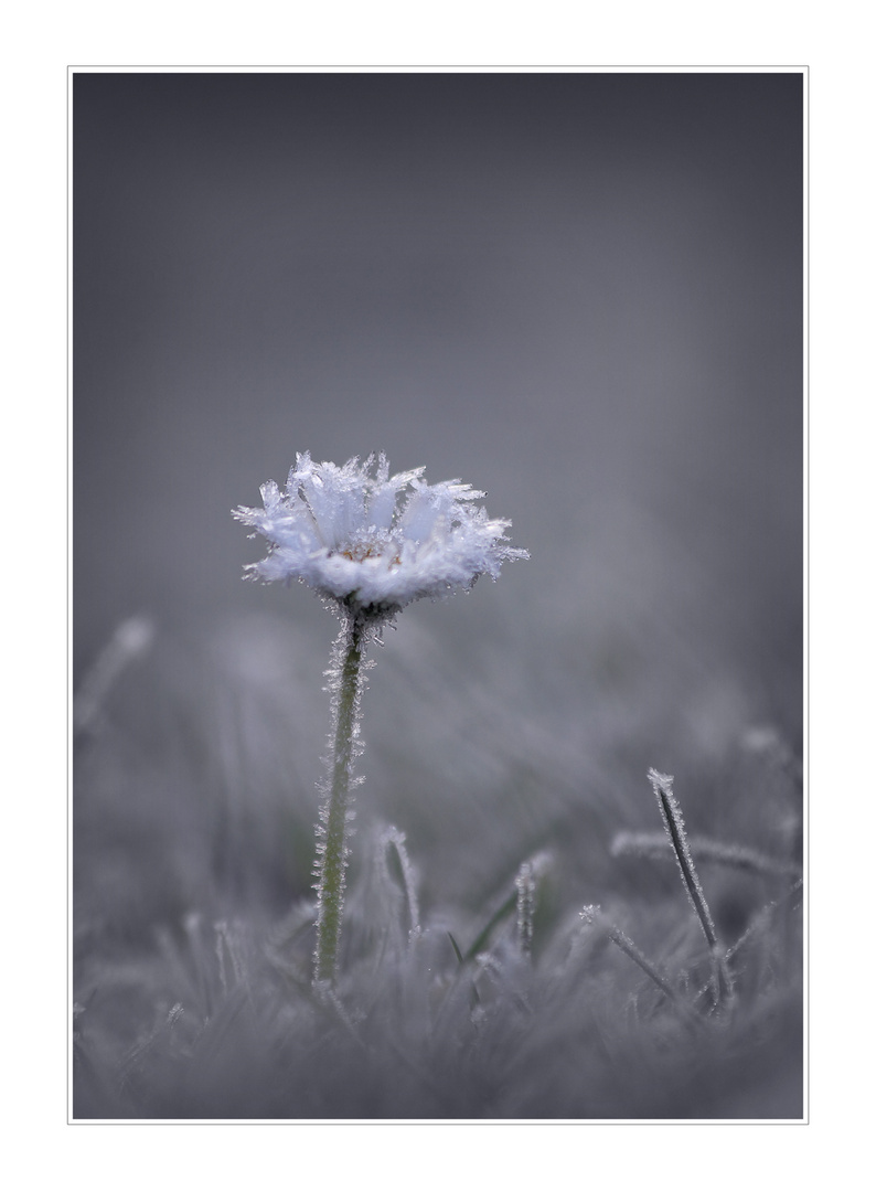 frozen Gänseplümschen