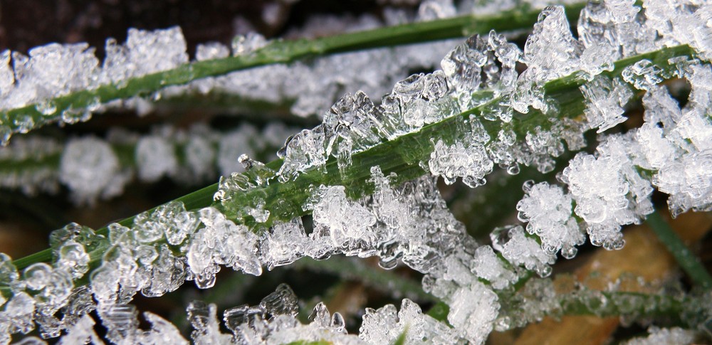 frozen gras..