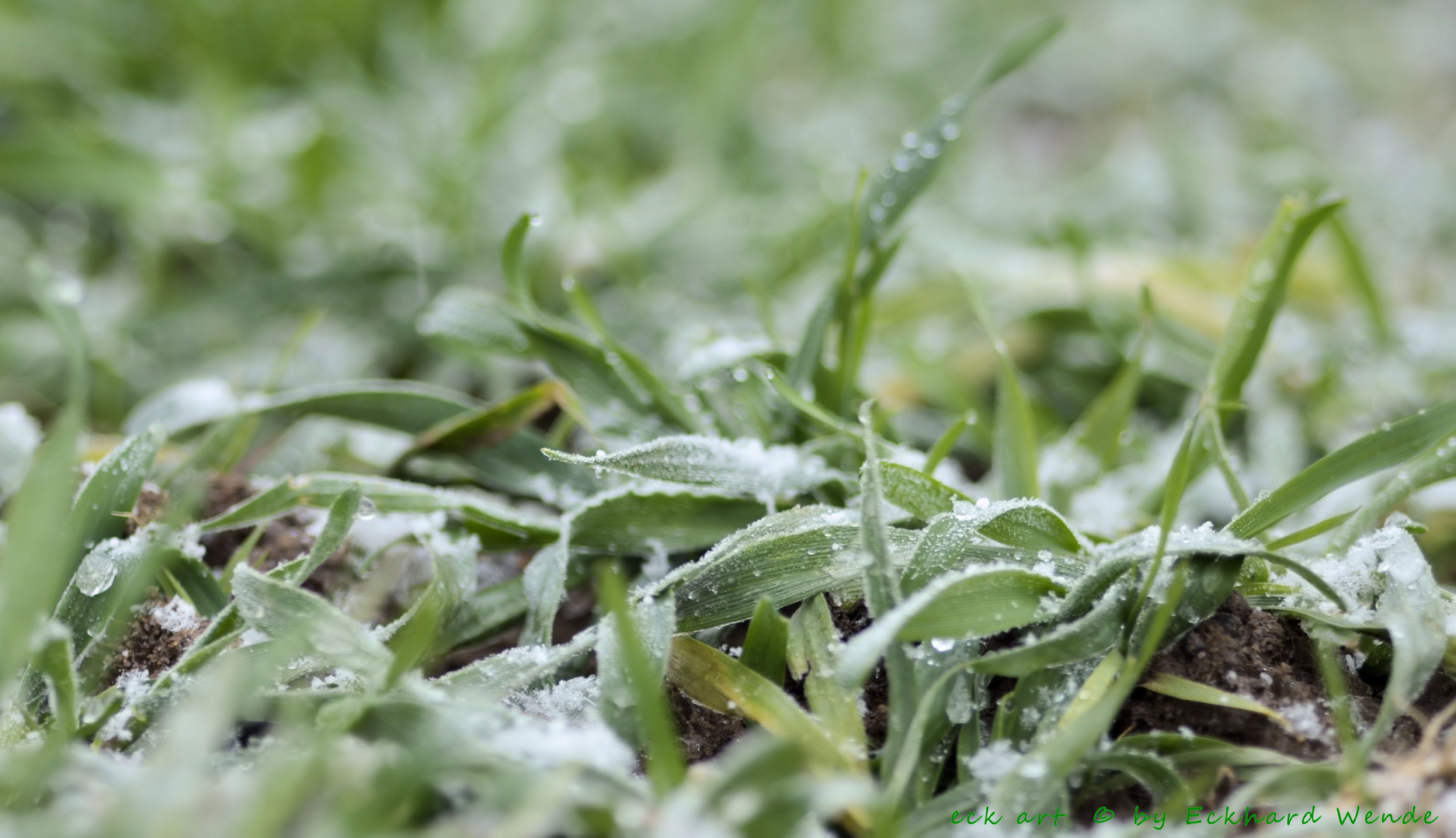 frozen grass