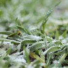 frozen grass