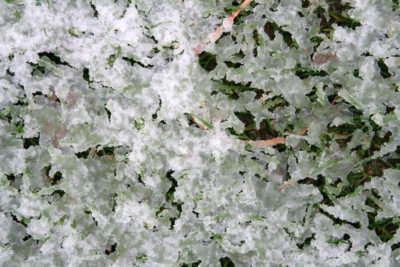 frozen grass