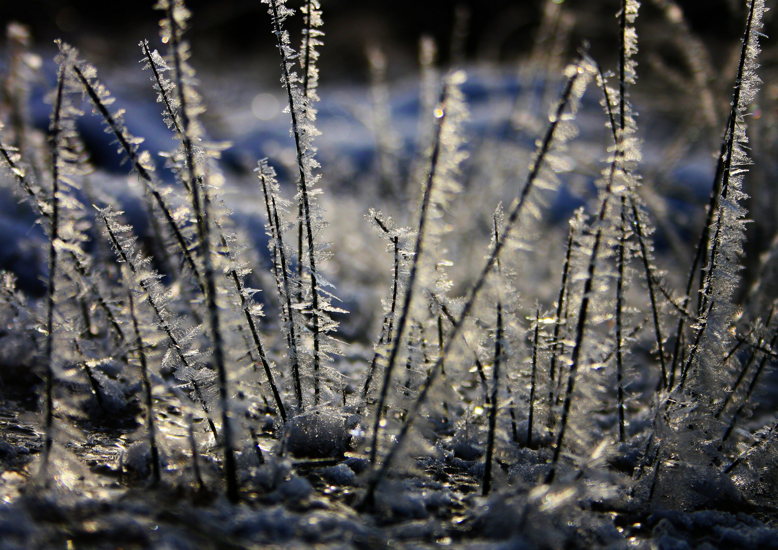 frozen grasses.