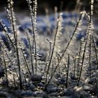 frozen grasses.