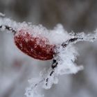 frozen Hagebutte II