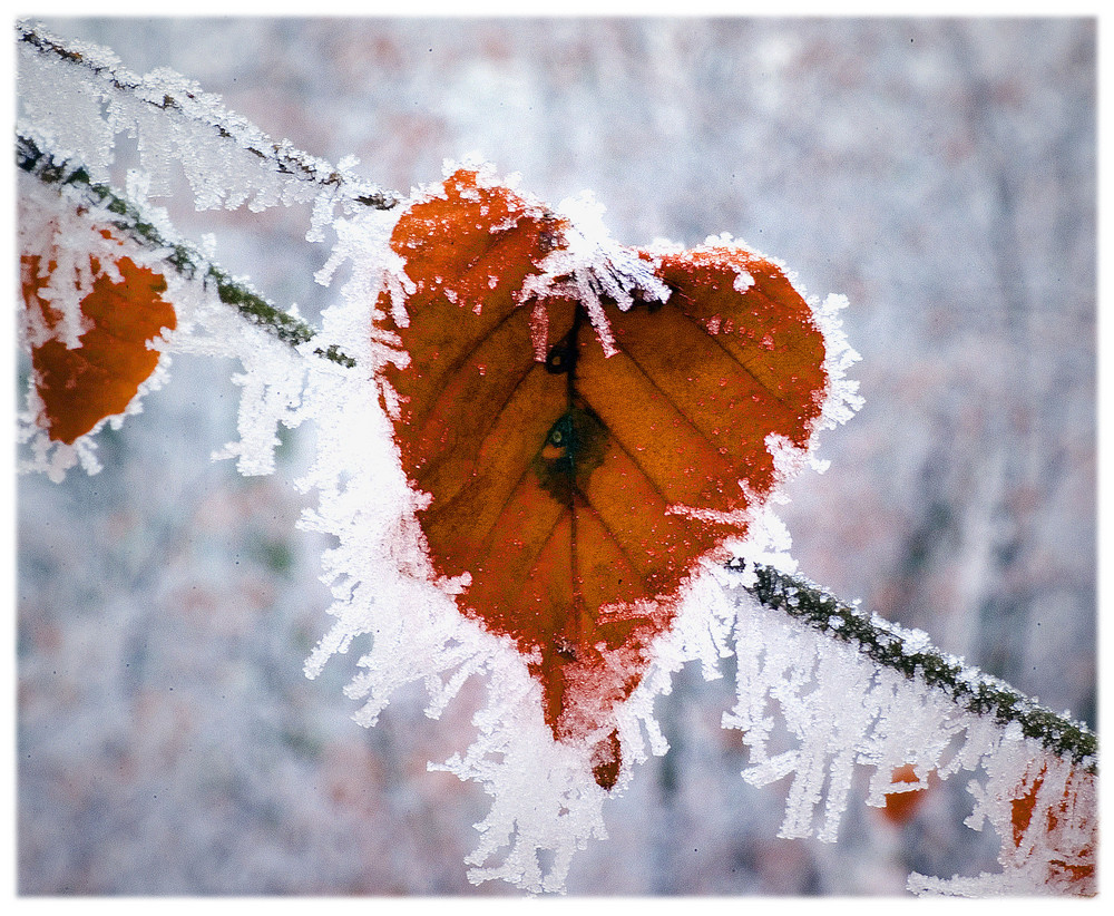 ~ Frozen Heart ~