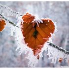 ~ Frozen Heart ~