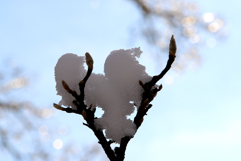 Frozen heart