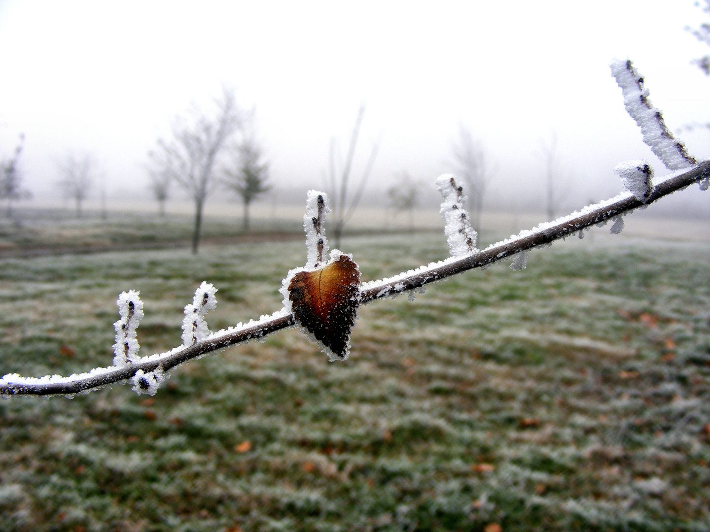 Frozen Heart