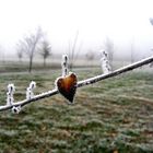 Frozen Heart