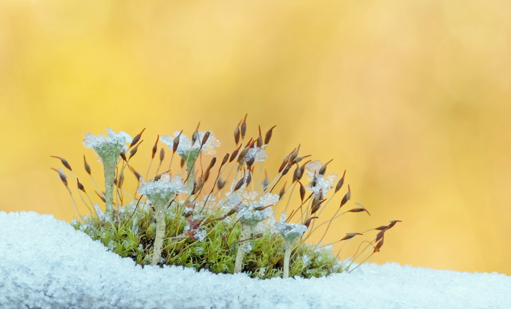 "Frozen-Island"