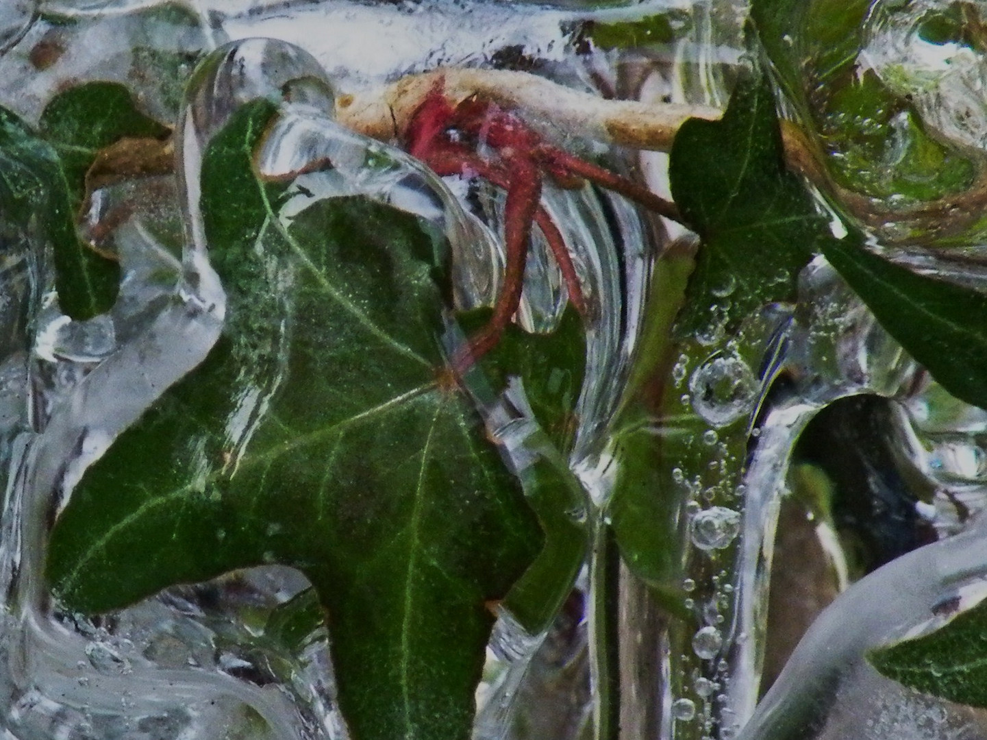 Frozen Ivy