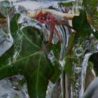 Frozen Ivy