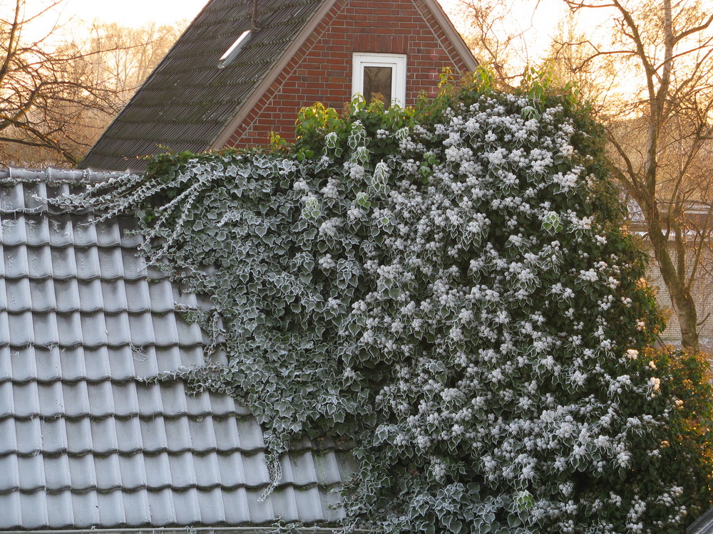 Frozen Ivy