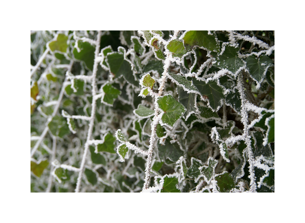 frozen ivy