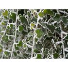 frozen ivy