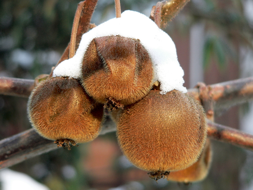 Frozen Kiwi 3