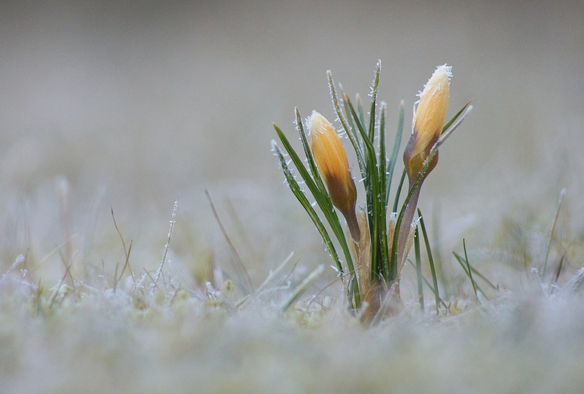 Frozen Krokus