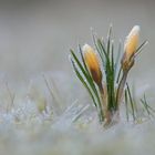 Frozen Krokus