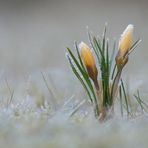 Frozen Krokus