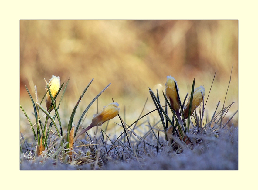 Frozen Krokus II