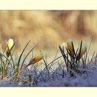 Frozen Krokus II